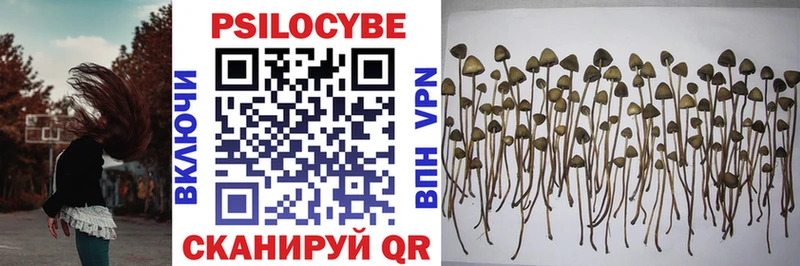 Галлюциногенные грибы Psilocybine cubensis  Кореновск 